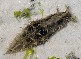 Dunsol or Sea Slug (Dolabella Auricularia)
